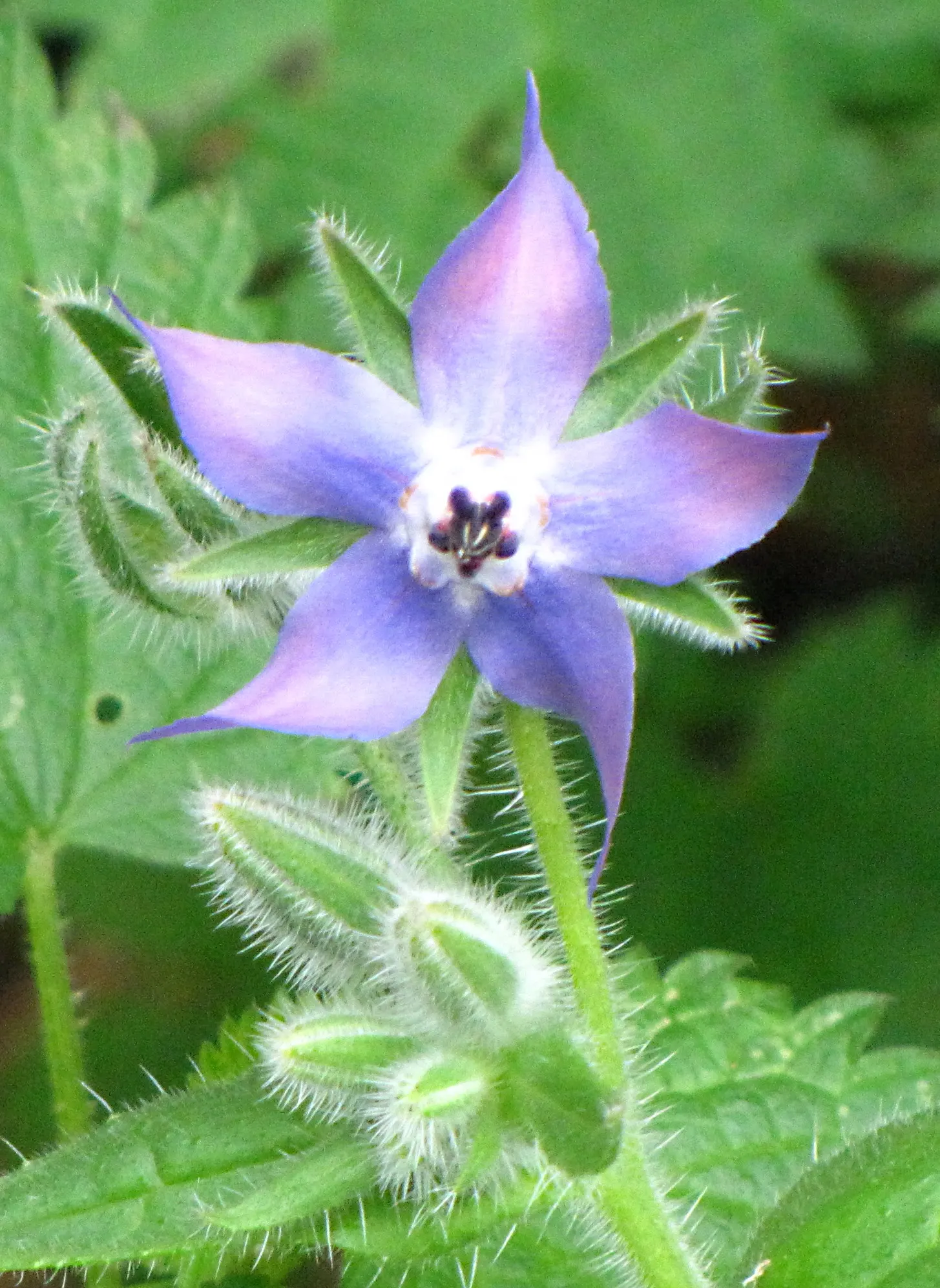 Borage (Borago Officinalis) — offering aesthetic appeal