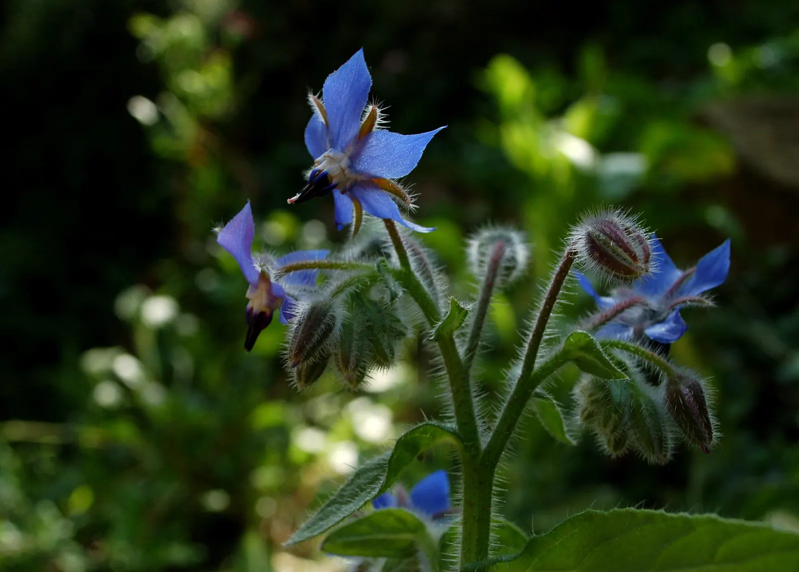 Borage (Borago Officinalis) — is a hardy annual herb renowned for its striking star-shaped blue flowers and lush; star-shaped flowers and fuzzy, image 67