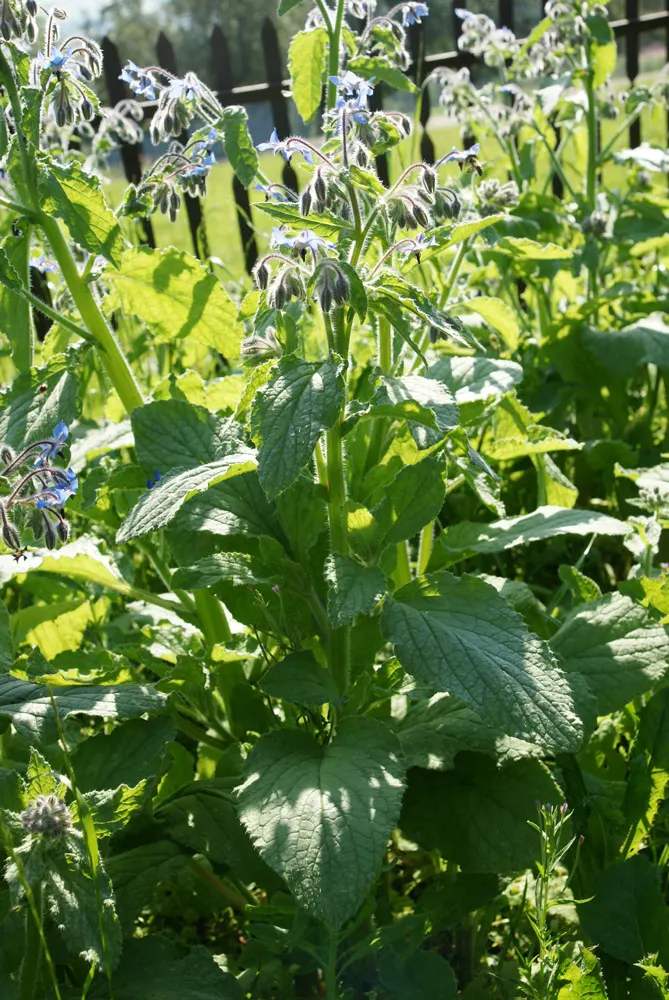 Borage (Borago Officinalis) — and offers edible leaves and flowers with a cucumber-like flavor; is characterized by its coarse texture and vibrant green color
