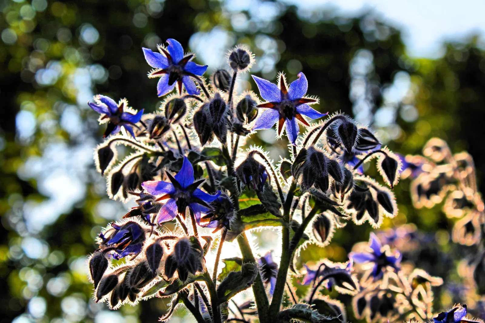 Borage (Borago Officinalis) — is a hardy annual herb renowned for its striking star-shaped blue flowers and lush; star-shaped flowers and fuzzy