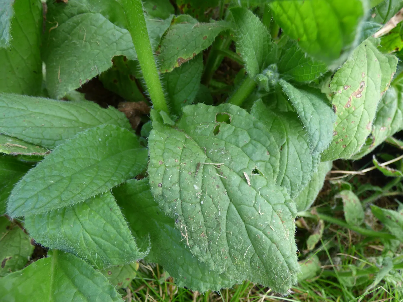 Borage (Borago Officinalis) — These blossoms are a magnet for pollinators; borage's deep taproot system aids in the soil's health by retrieving, image 77