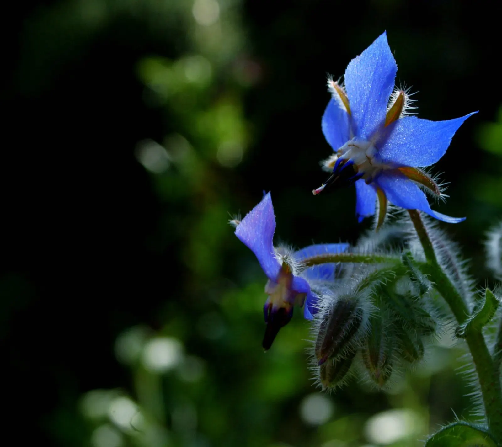 Borage (Borago Officinalis) — which can grow up to 6 inches long