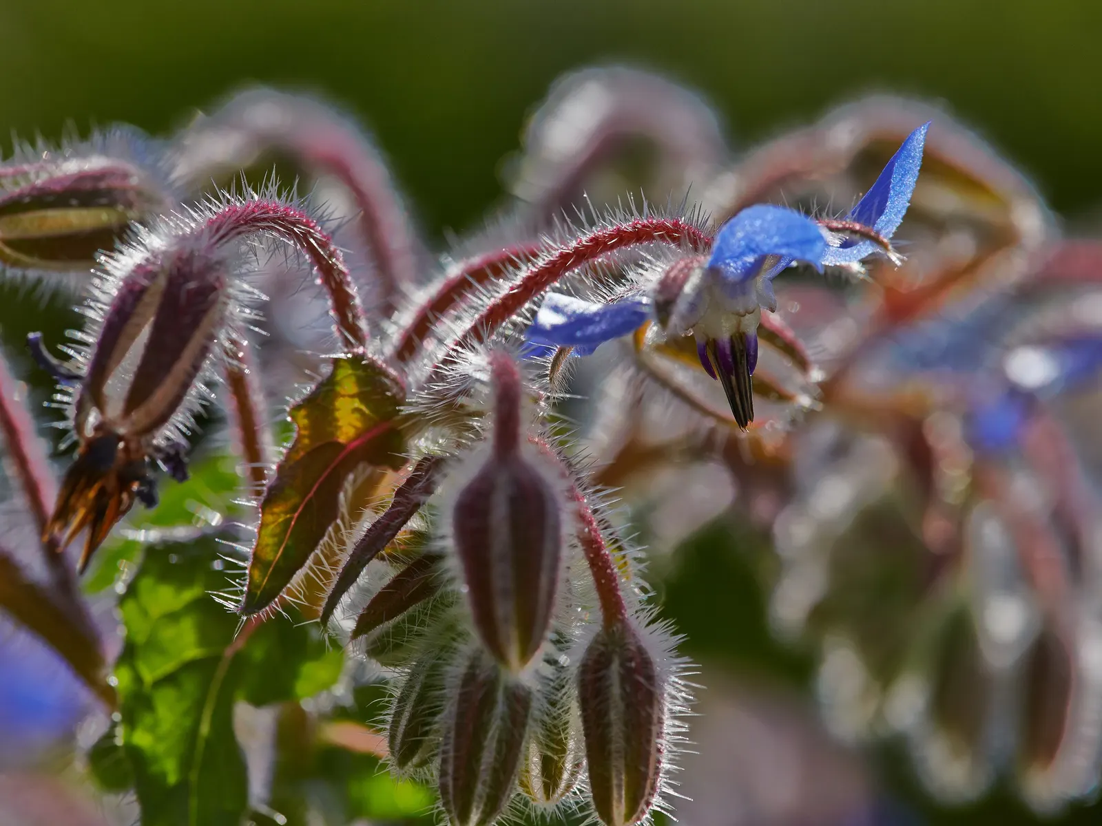 Borage (Borago Officinalis) — thus benefiting neighboring plants.<br><br>The foliage, image 73