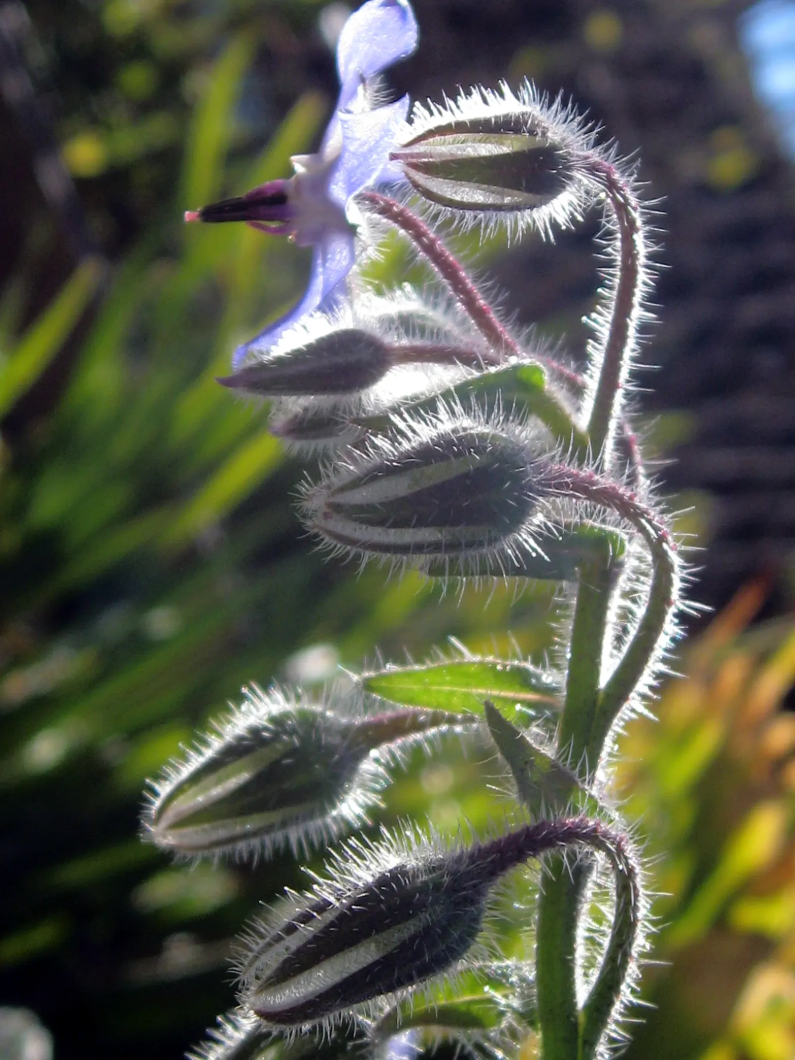 Borage (Borago Officinalis) — Typically reaching 18-36 inches in height, it thrives in full sun to partial shade; edible blossoms that bloom from, image 61