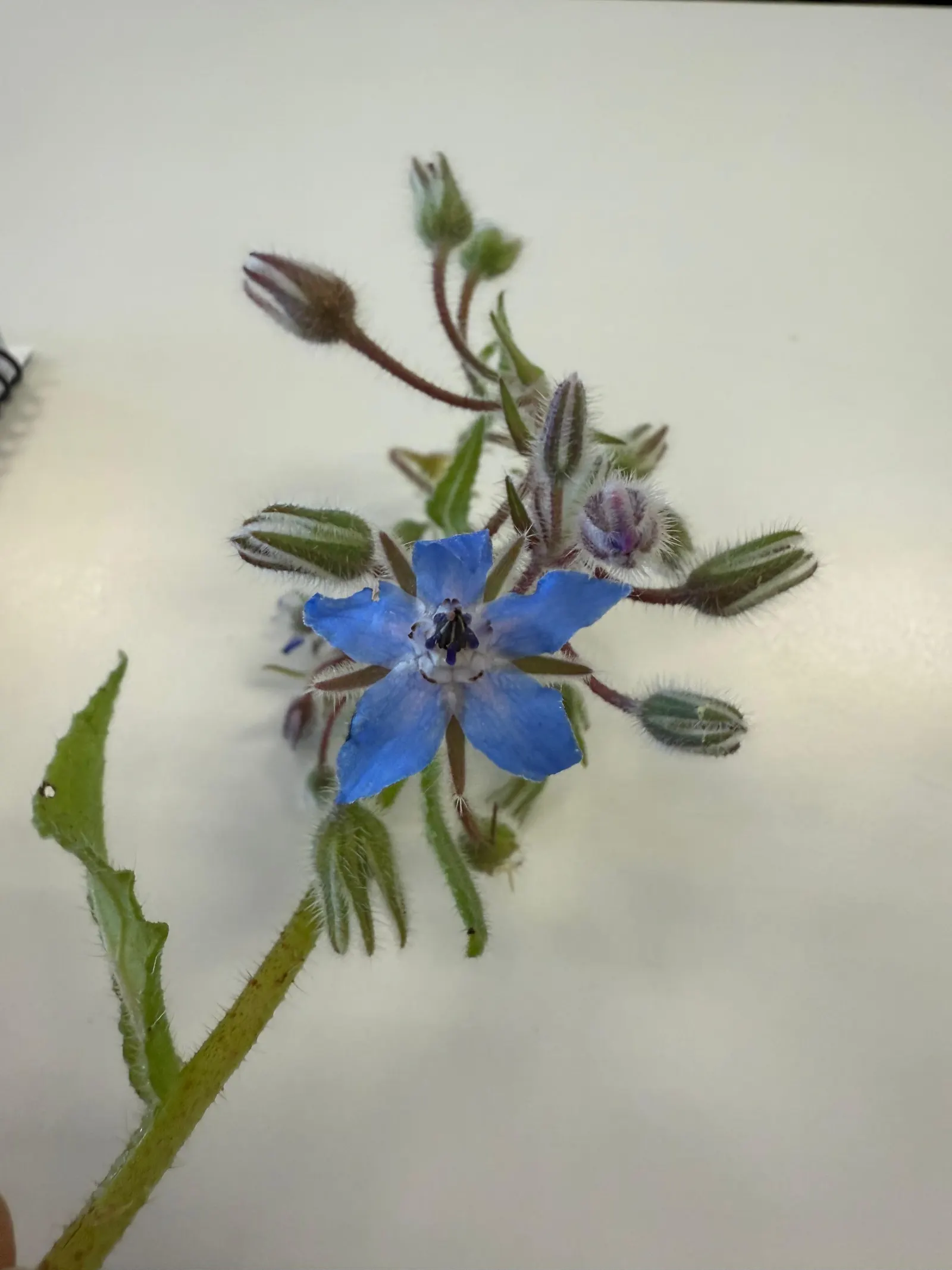 Borage (Borago Officinalis) — Typically reaching 18-36 inches in height, it thrives in full sun to partial shade; edible blossoms that bloom from late spring