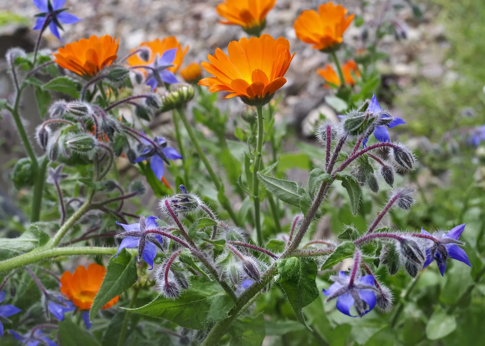 Borage (Borago Officinalis) — Typically reaching 18-36 inches in height, it thrives in full sun to partial shade
