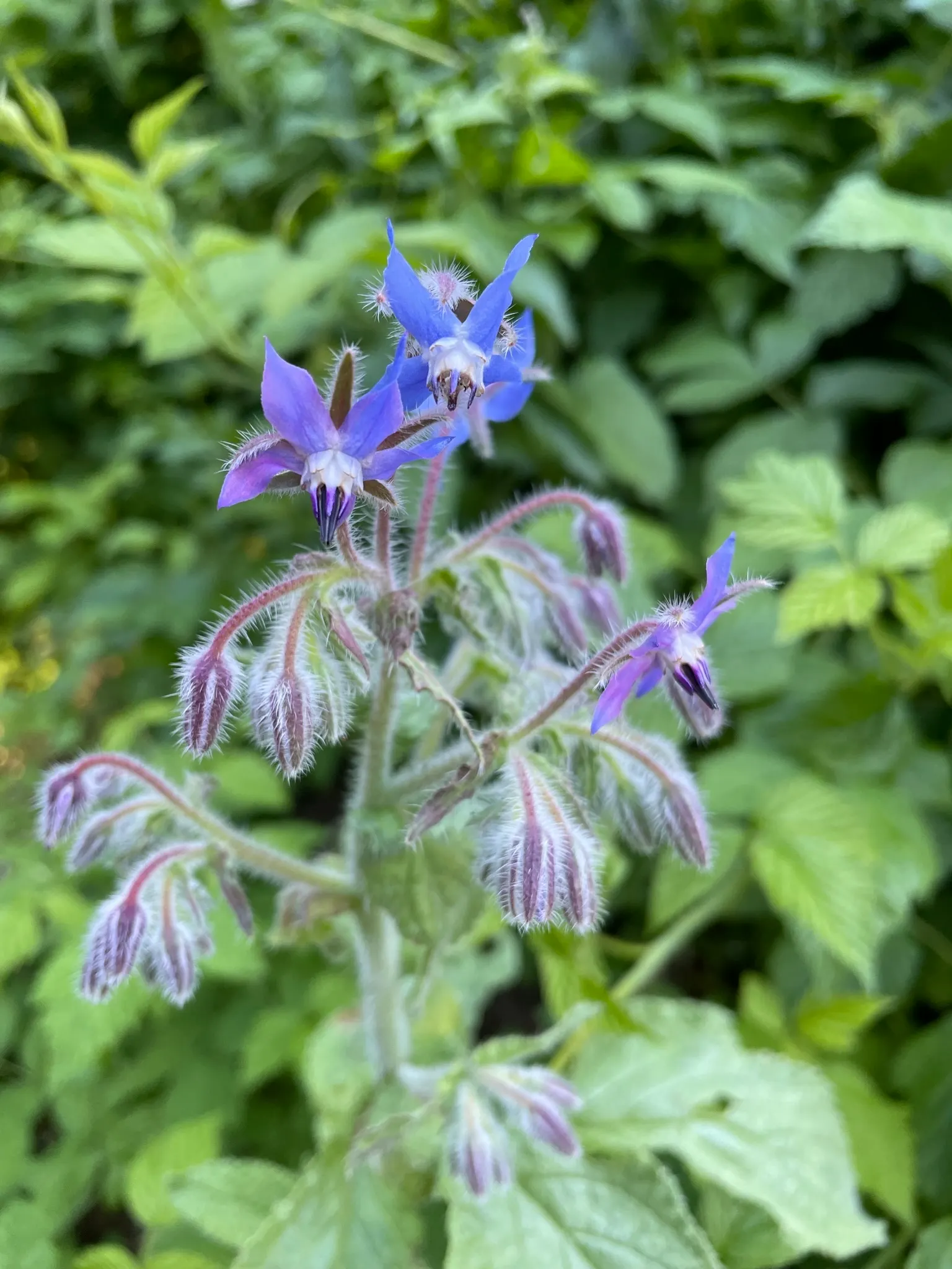 Borage (Borago Officinalis) — Borage (Borago officinalis) is an annual herb known for its vibrant blue; with its deep taproot, it's, image 88