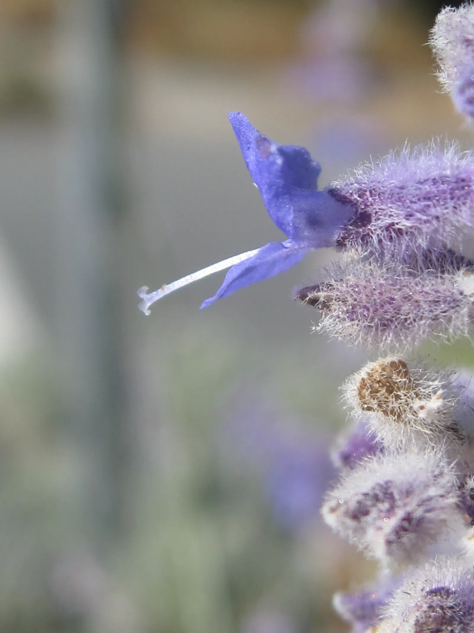 Borage (Borago Officinalis) — Borage (Borago officinalis) is an annual herb known for its vibrant blue; with its deep taproot, it's, image 59