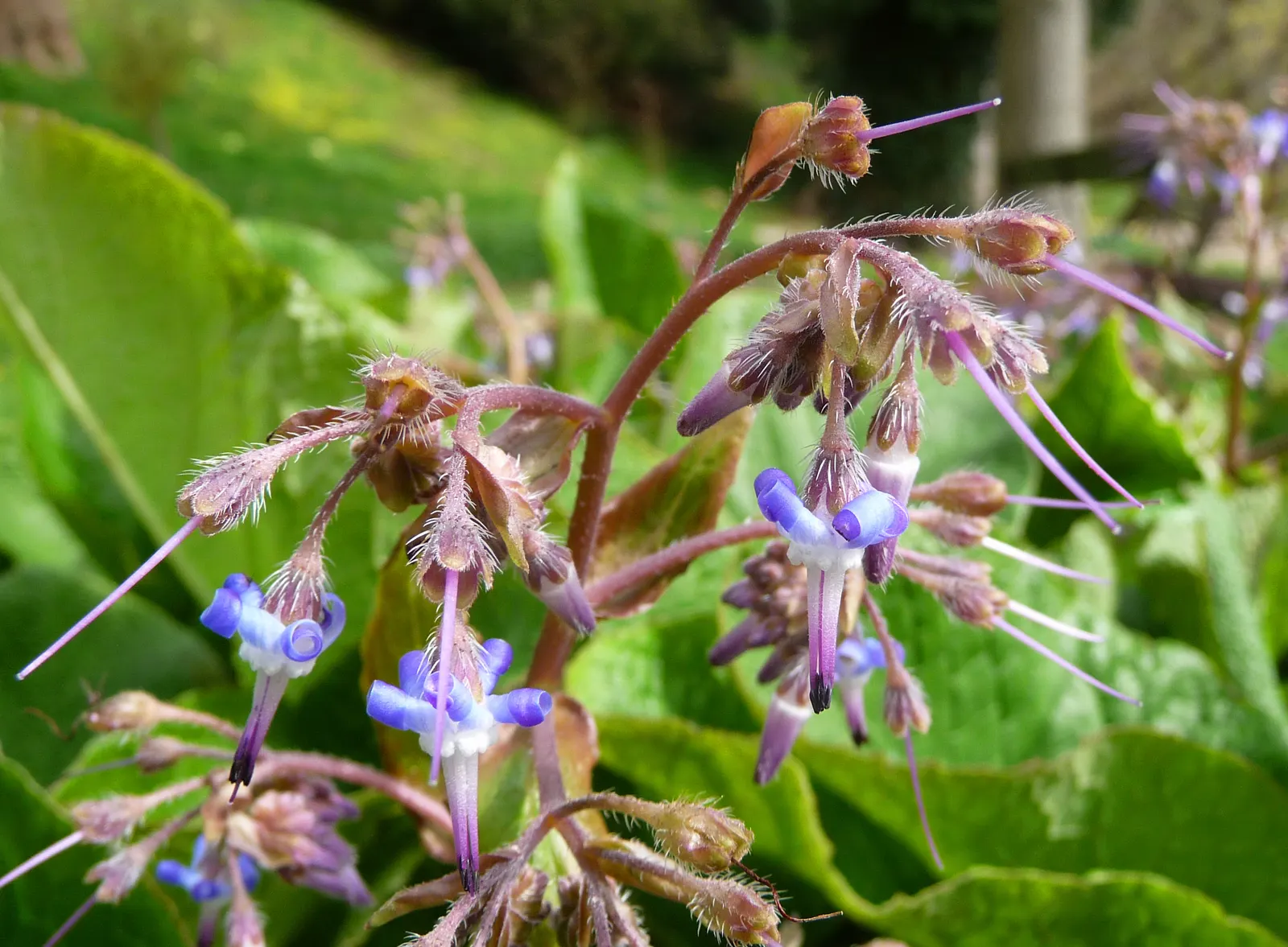 Borage (Borago Officinalis) — borage reaches a mature height of approximately 2 to 3 feet with a similar spread