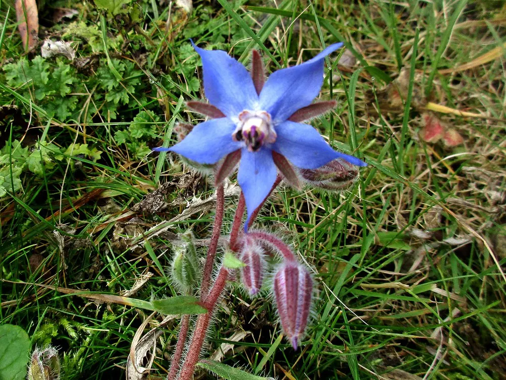 Borage (Borago Officinalis) — borage self-seeds prolifically; annual / herb with blue blooms, image 79