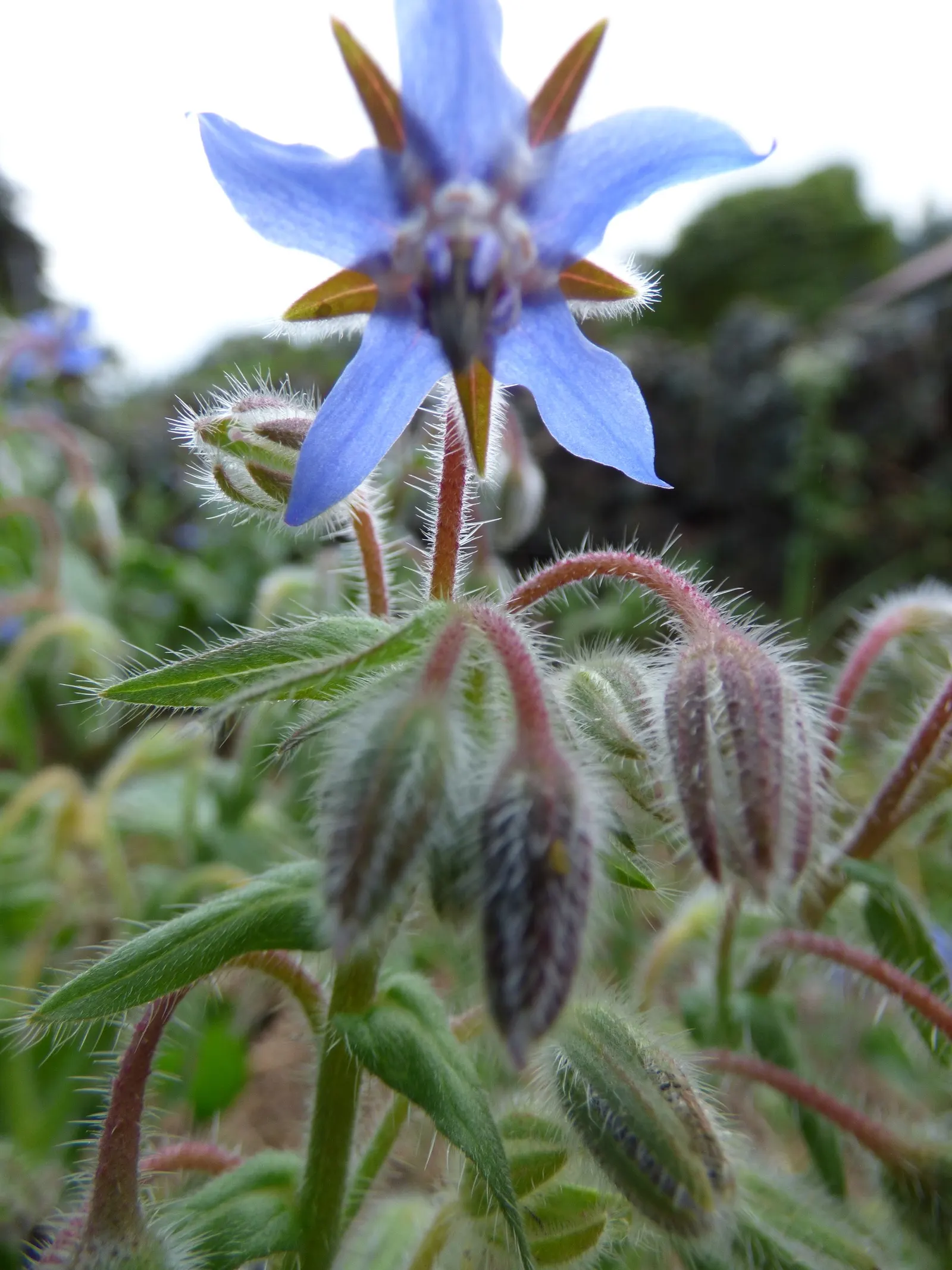 Borage (Borago Officinalis) — Borago officinalis is a multifaceted plant; injecting a burst of activity into the garden.<br><br>Importantly for, image 82
