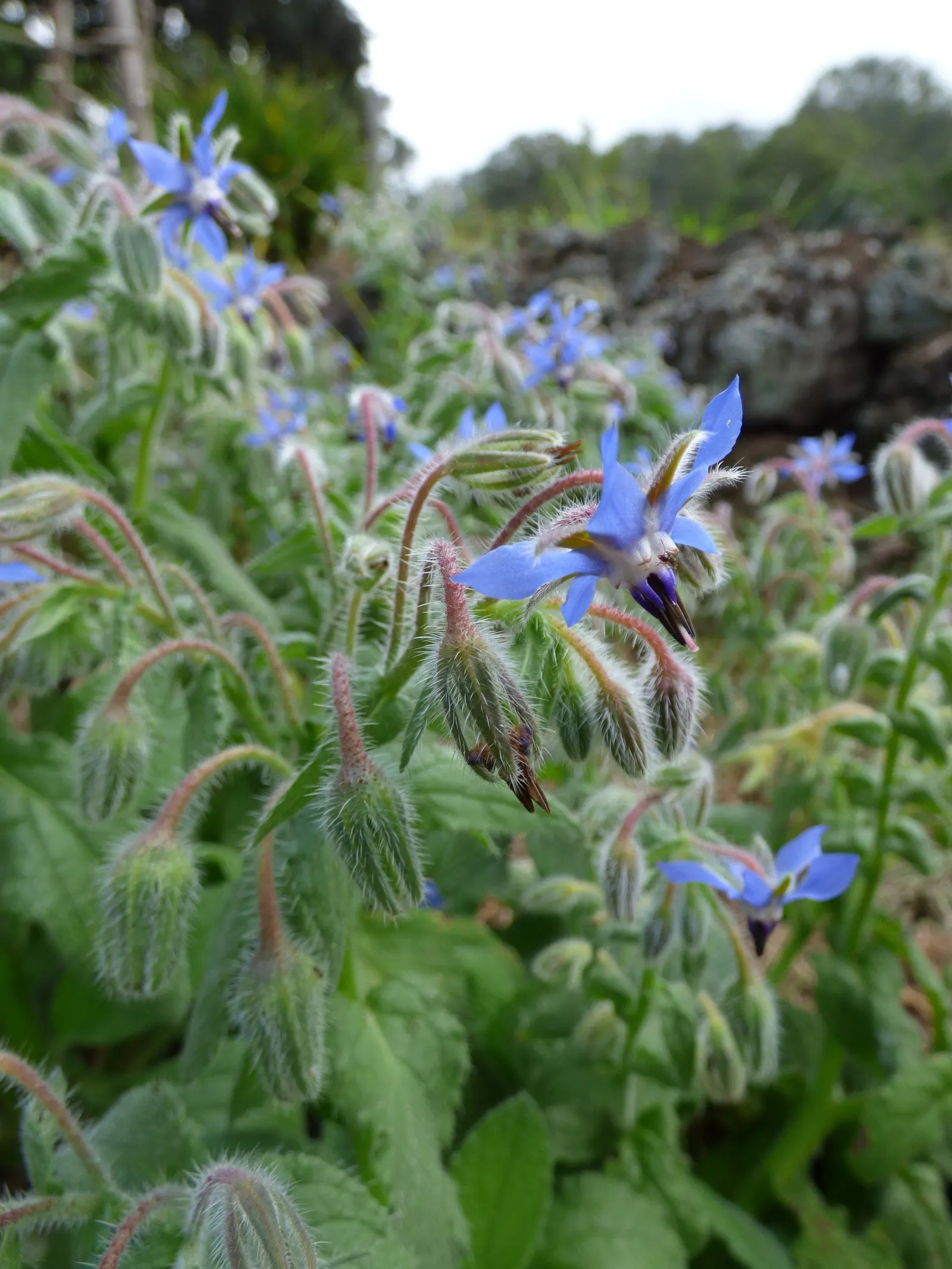 Borage (Borago Officinalis) — requiring moderate moisture levels; this characteristic may require management to prevent unwanted spread