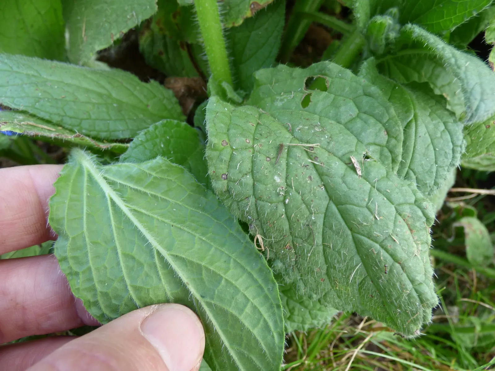 Borage (Borago Officinalis) — making it a beneficial companion plant