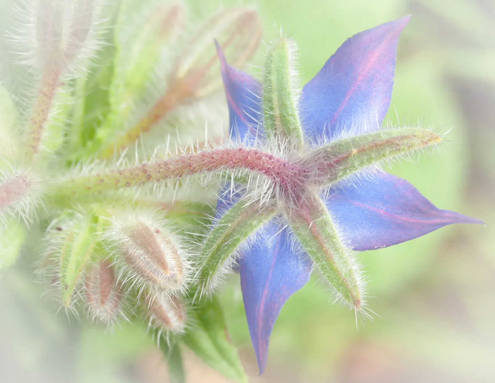 Borage (Borago Officinalis) — and offers edible leaves and flowers with a cucumber-like flavor; is characterized by its coarse texture and vibrant, image 94