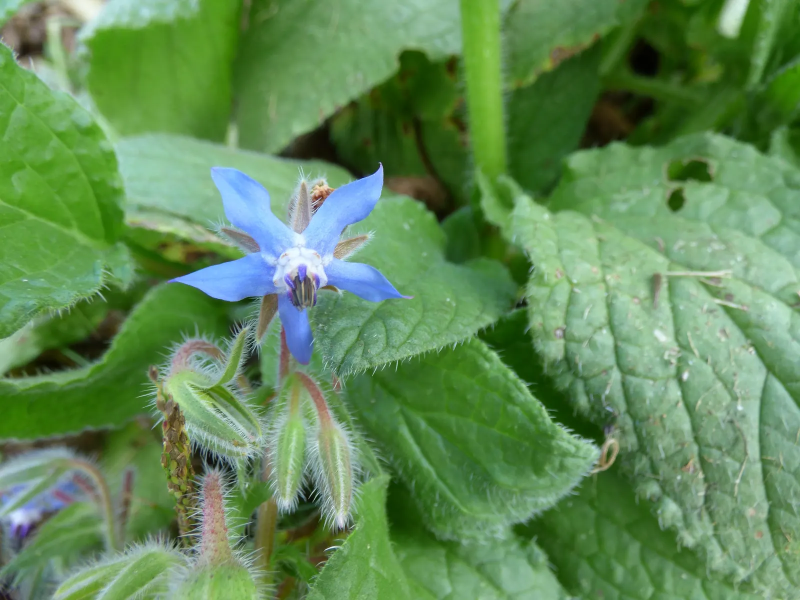 Borage (Borago Officinalis) — requiring moderate moisture levels