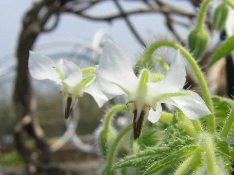 Borage (Borago Officinalis) — With its deep taproot, it's drought-tolerant and prefers well-drained soil; offering aesthetic appeal, image 91