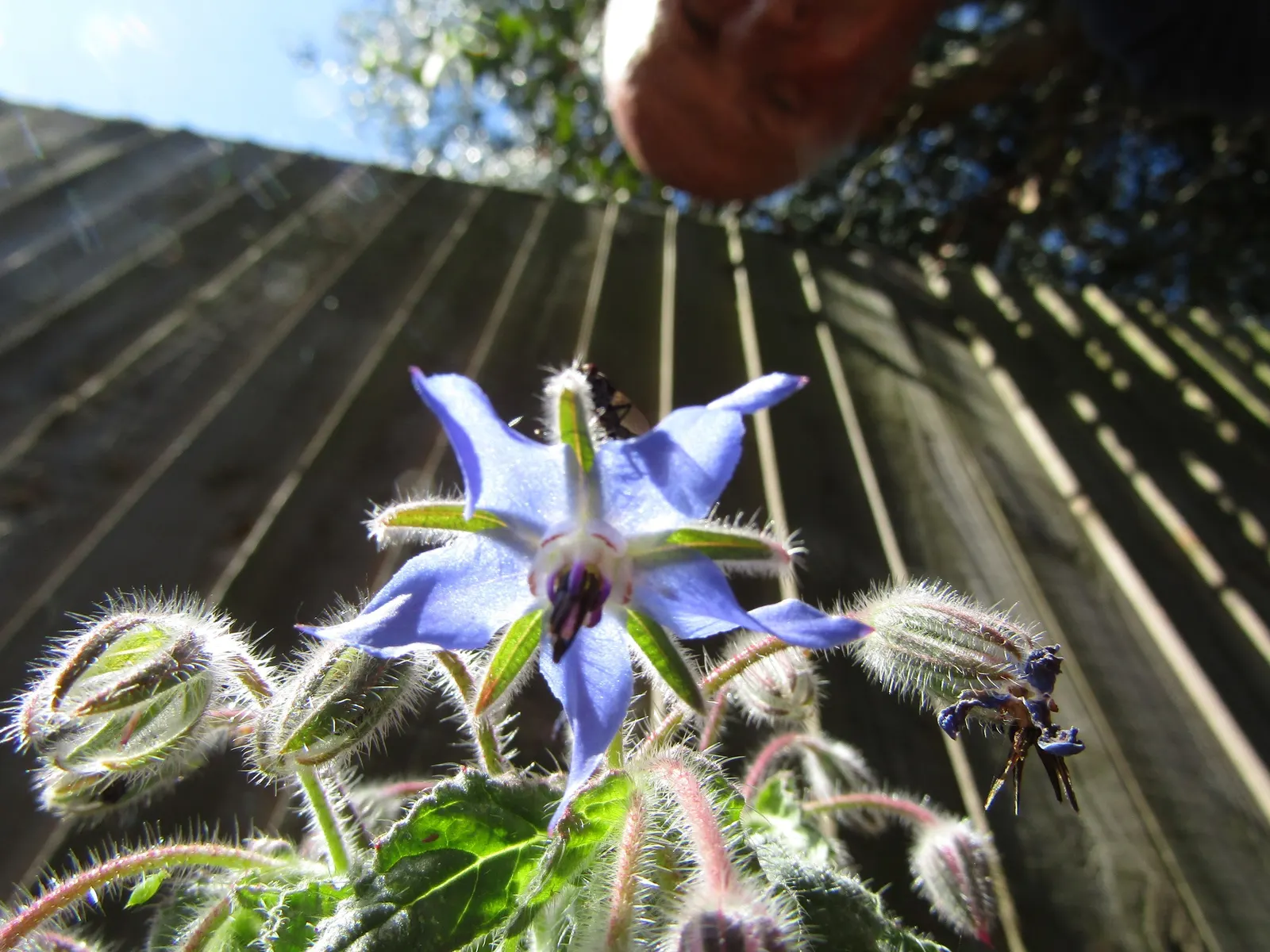 Borage (Borago Officinalis) — borage reaches a mature height of approximately 2 to 3 feet with a similar spread; which can grow up to 6 inches long