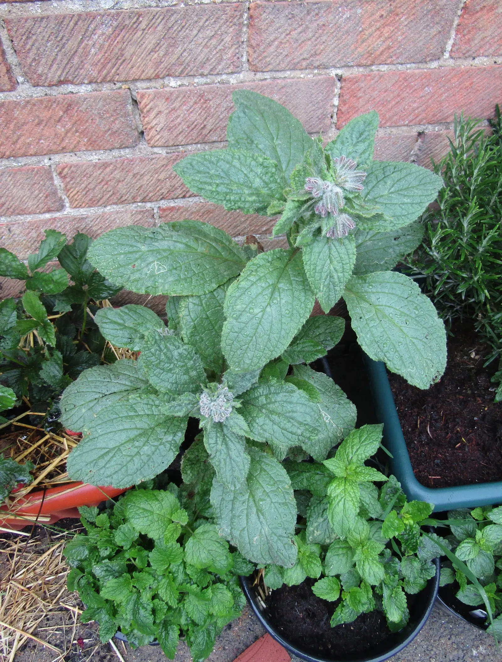 Borage (Borago Officinalis) — and offers edible leaves and flowers with a cucumber-like flavor; is characterized by its coarse texture and vibrant, image 65