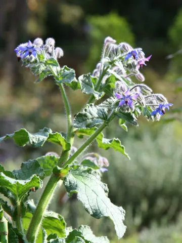 Borage (Borago Officinalis) — star-shaped flowers and fuzzy; borage reaches a mature height of approximately 2 to 3 feet with a similar spread