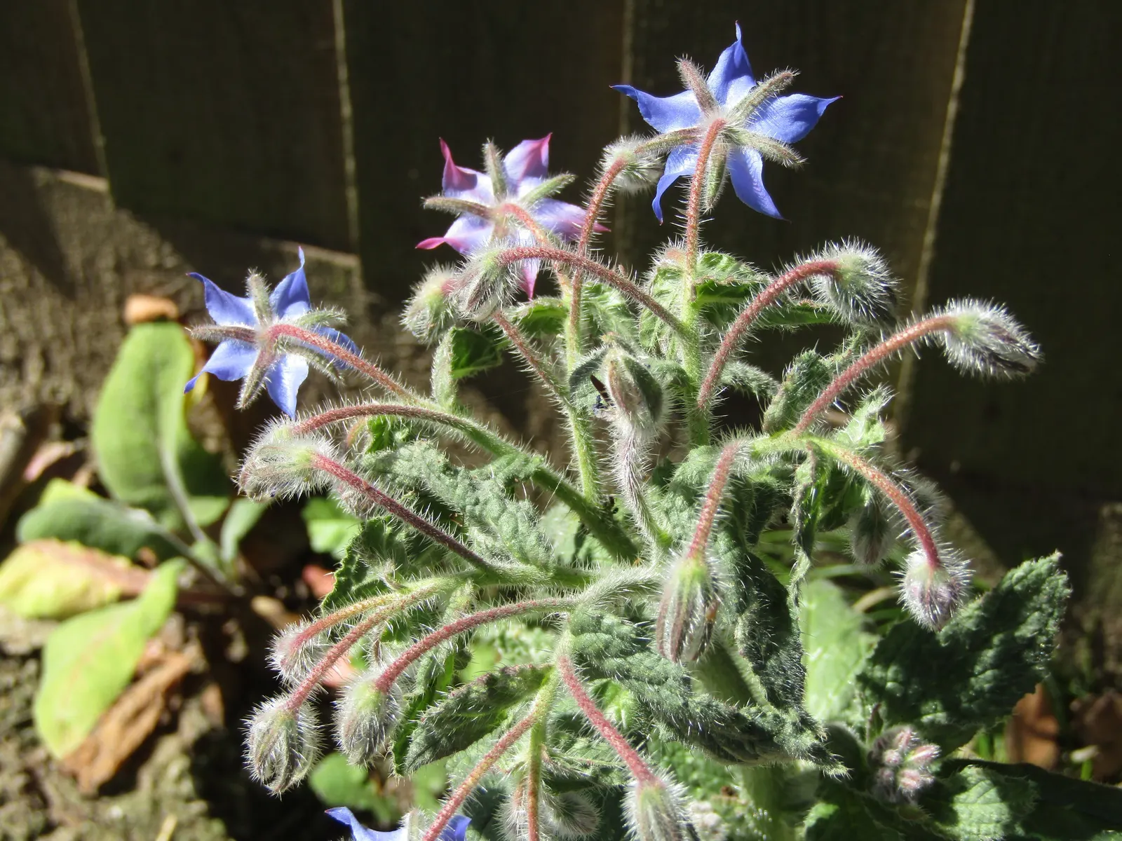 Borage (Borago Officinalis) — Borago officinalis is a multifaceted plant; injecting a burst of activity into the garden.<br><br>Importantly for landscape