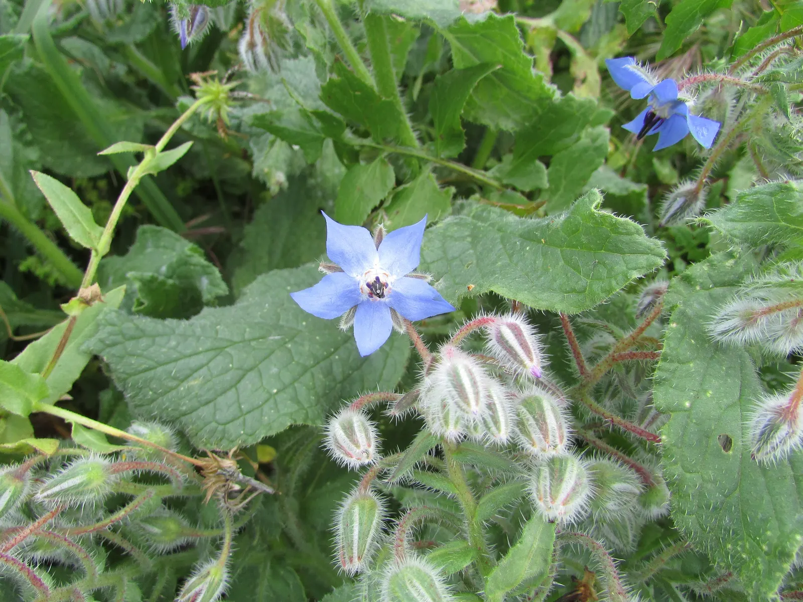 Borage (Borago Officinalis) — injecting a burst of activity into the garden.<br><br>Importantly for landscape design considerations
