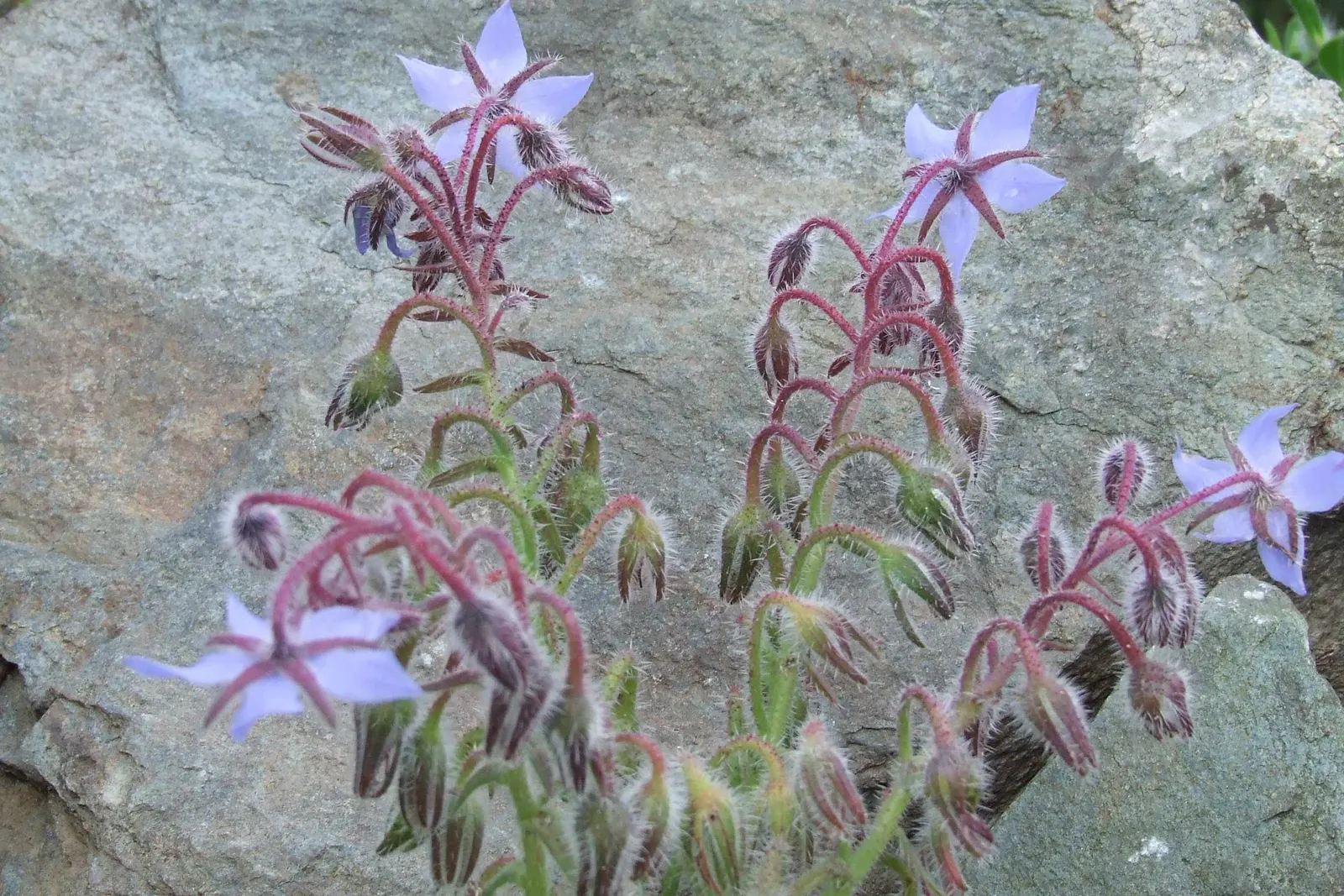 Borage (Borago Officinalis) — It is advisable to incorporate organic matter into the soil before planting to ensure robust growth