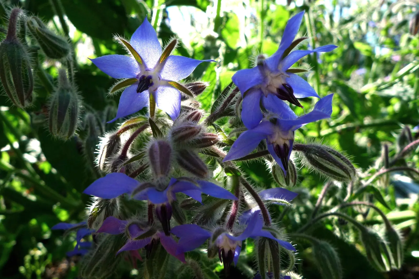 Borage (Borago Officinalis) — Borage's deep taproot system aids in the soil's health by retrieving nutrients from deeper layers; scientifically termed Borago
