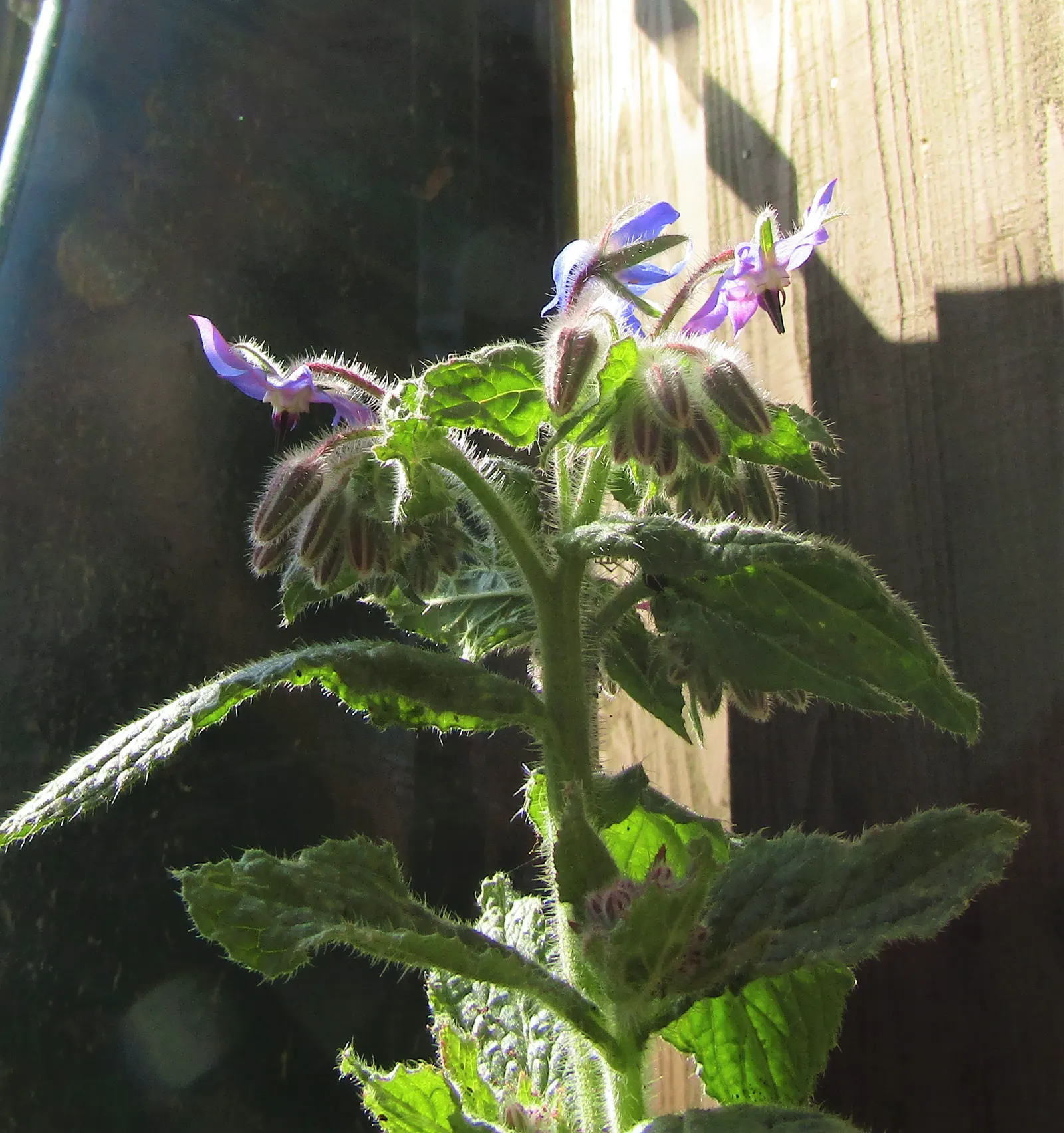 Borage (Borago Officinalis) — edible blossoms that bloom from late spring through summer; and offers edible leaves and flowers with a cucumber-like flavor