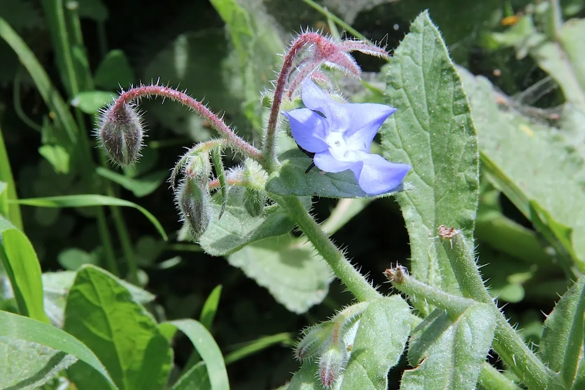 Borage (Borago Officinalis) — is characterized by its coarse texture and vibrant green color