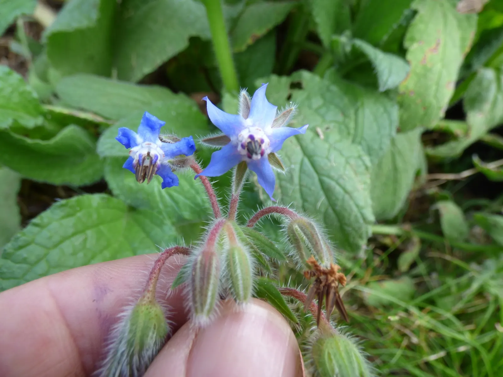 Borage (Borago Officinalis) — annual / herb for full; making it a versatile choice for any garden design, image 87
