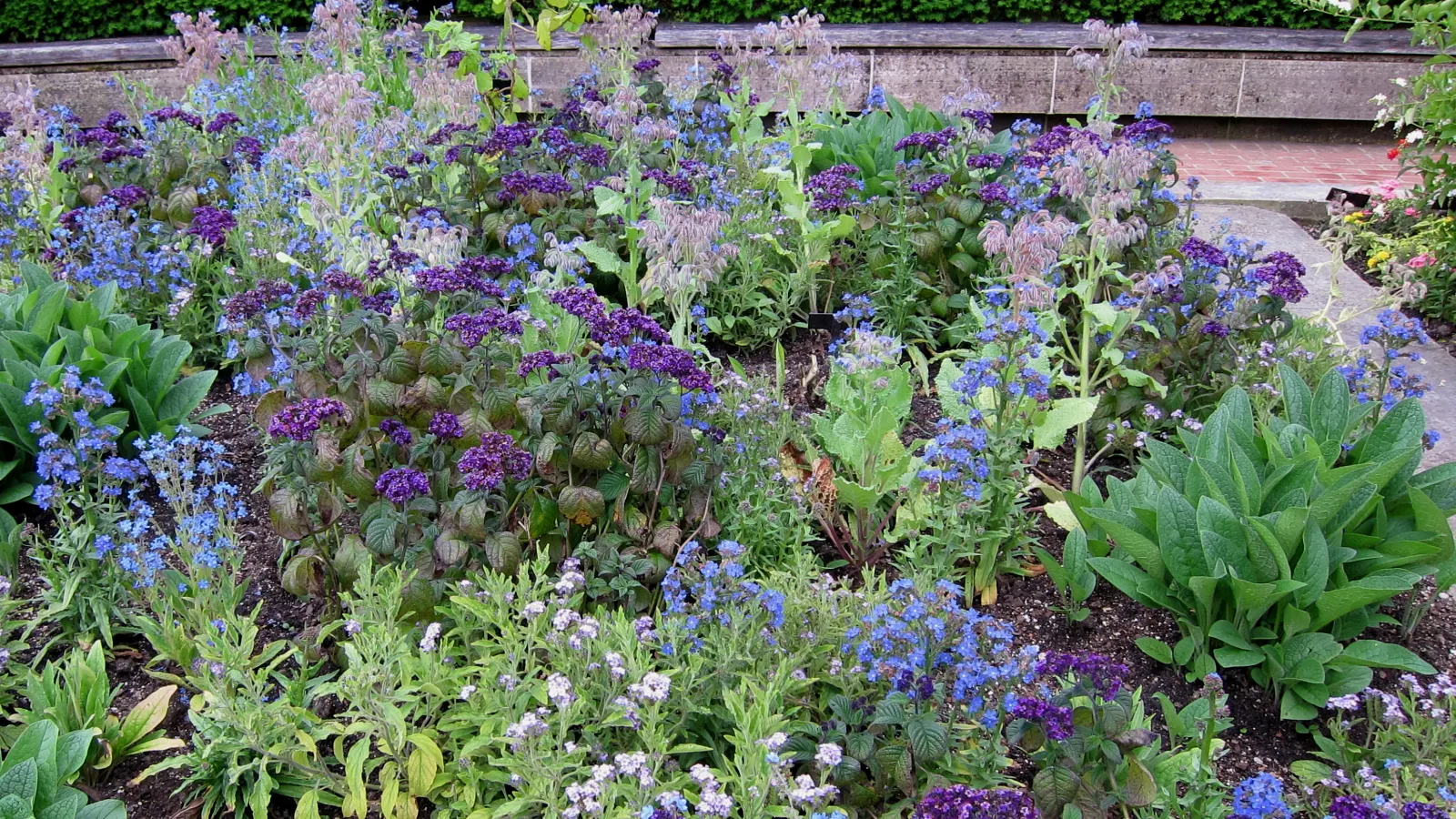 Borage (Borago Officinalis) — borage self-seeds prolifically