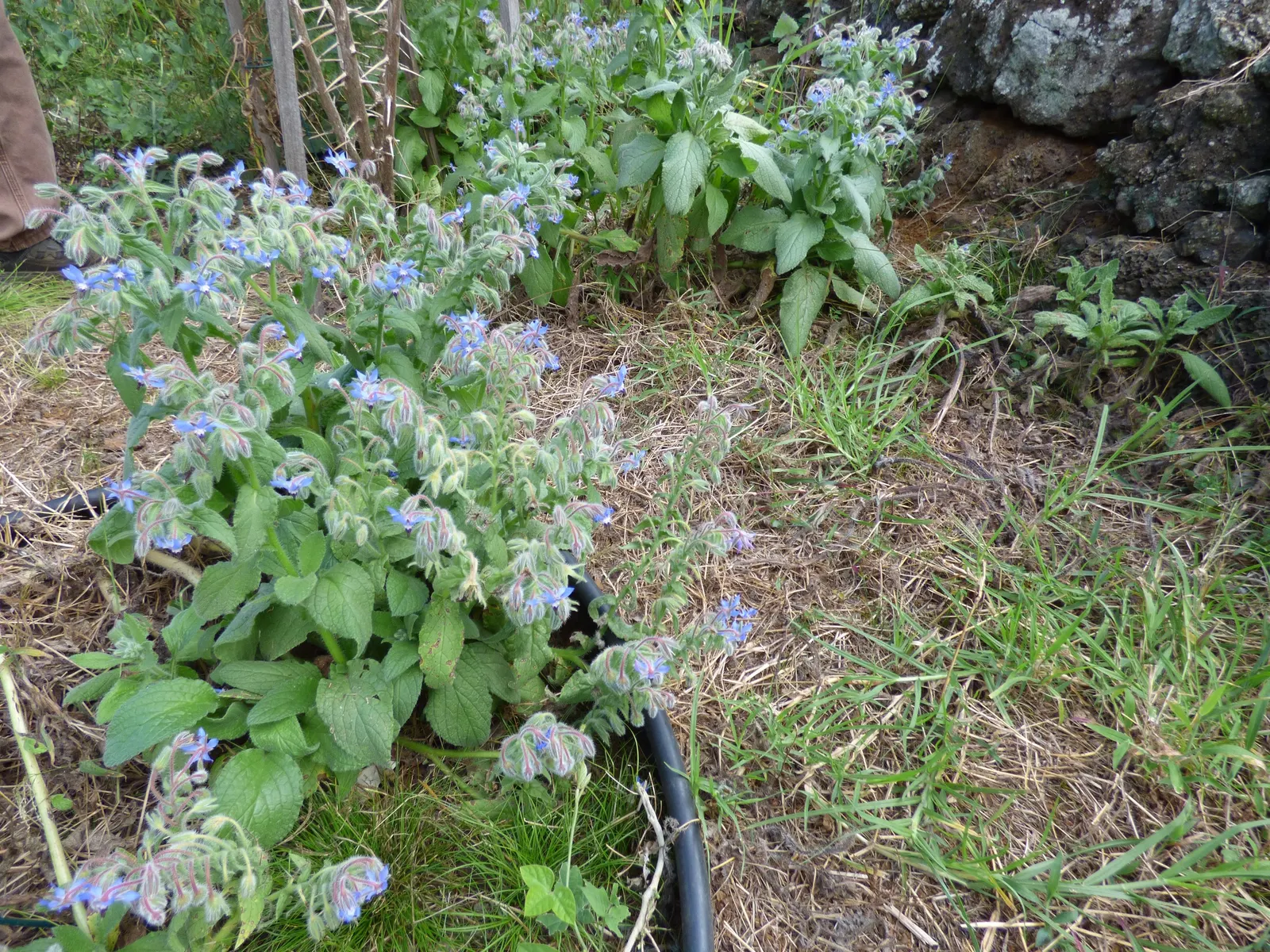 Borage (Borago Officinalis) — Borage (Borago officinalis) is an annual herb known for its vibrant blue; with its deep taproot, it's drought-tolerant and