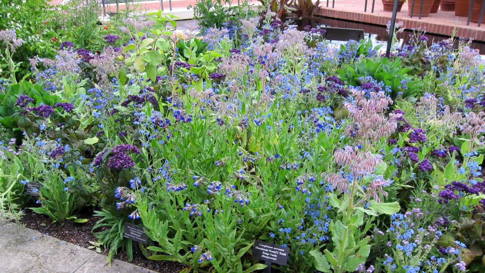Borage (Borago Officinalis) — making it a versatile choice for any garden design