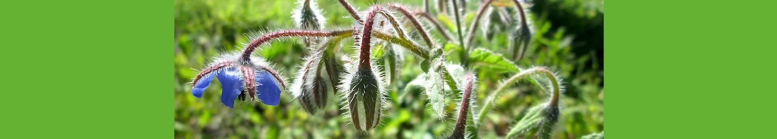 Borage (Borago Officinalis) — which can grow up to 6 inches long; ensuring a recurring presence in the garden