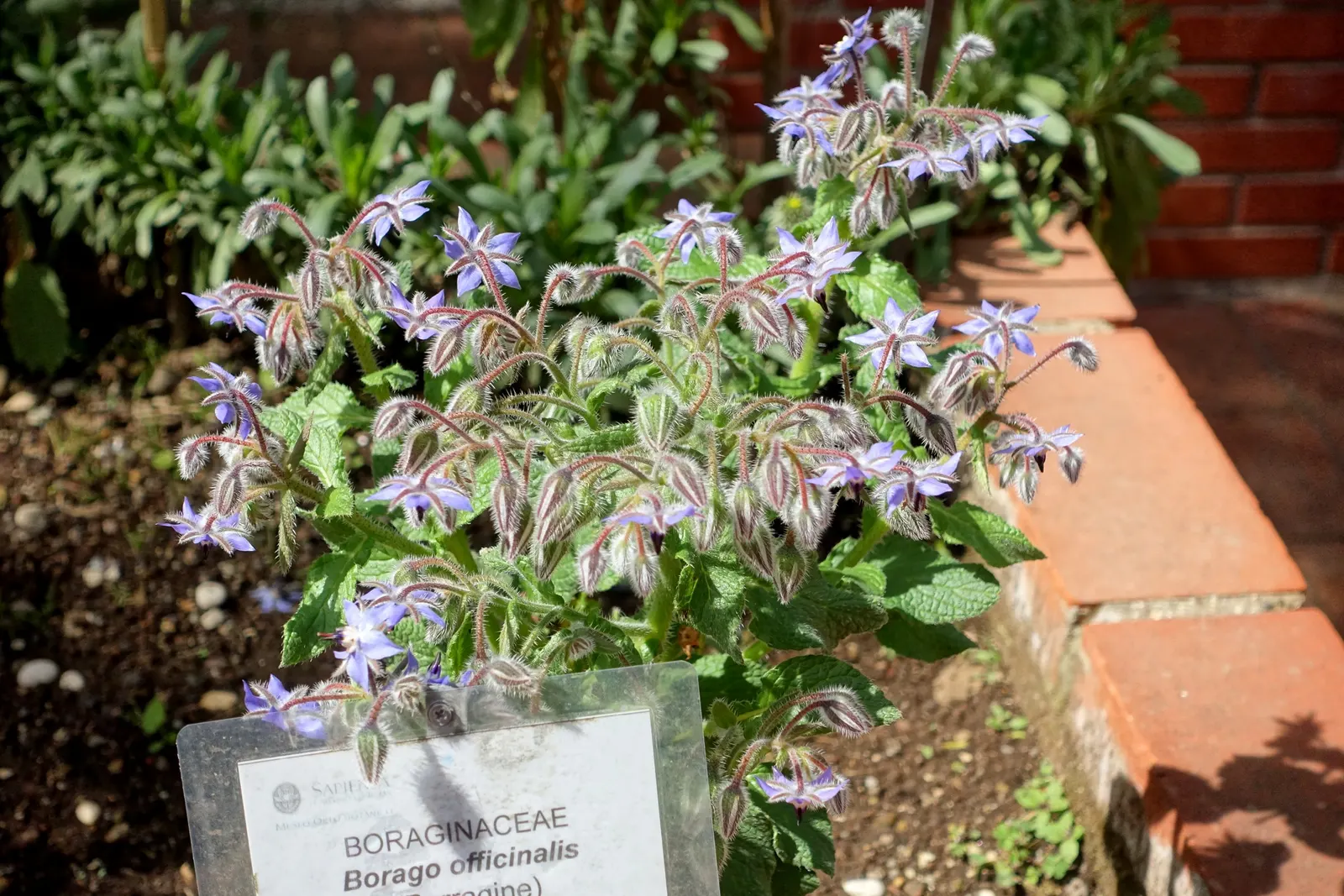 Borage (Borago Officinalis) — is characterized by its coarse texture and vibrant green color; annual / herb for full, image 75