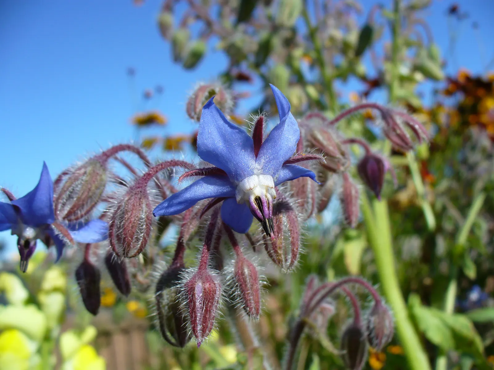 Borage (Borago Officinalis) — borage reaches a mature height of approximately 2 to 3 feet with a similar spread; which can grow up to 6 inches long, image 69