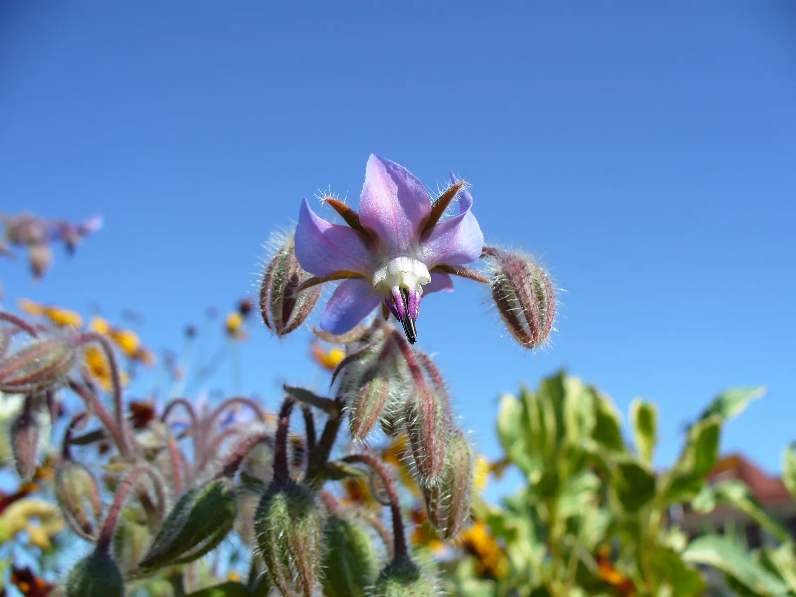 Borage (Borago Officinalis) — scientifically termed Borago officinalis; borago officinalis is a multifaceted plant