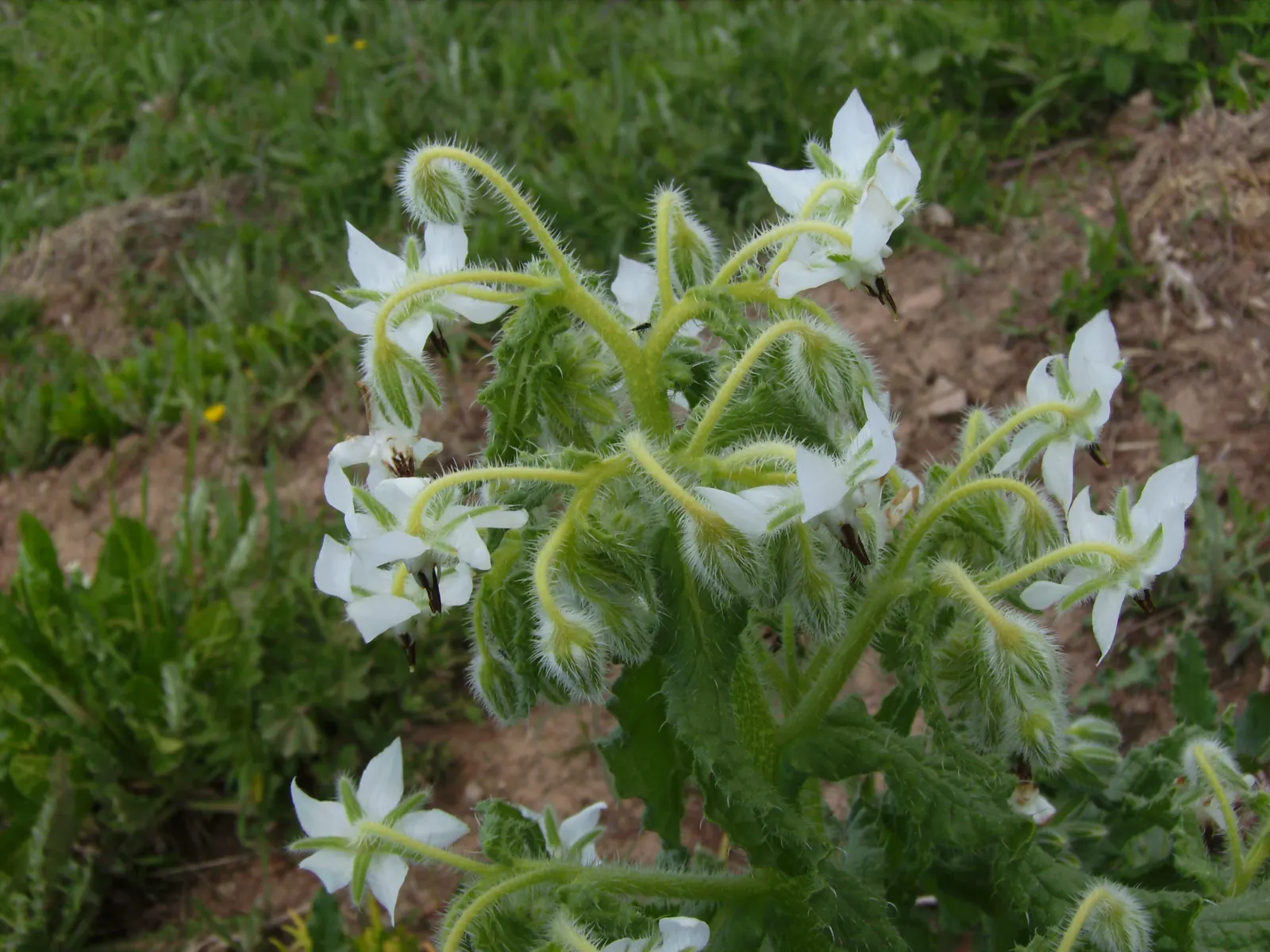 Borage (Borago Officinalis) — scientifically termed Borago officinalis; borago officinalis is a multifaceted plant, image 66