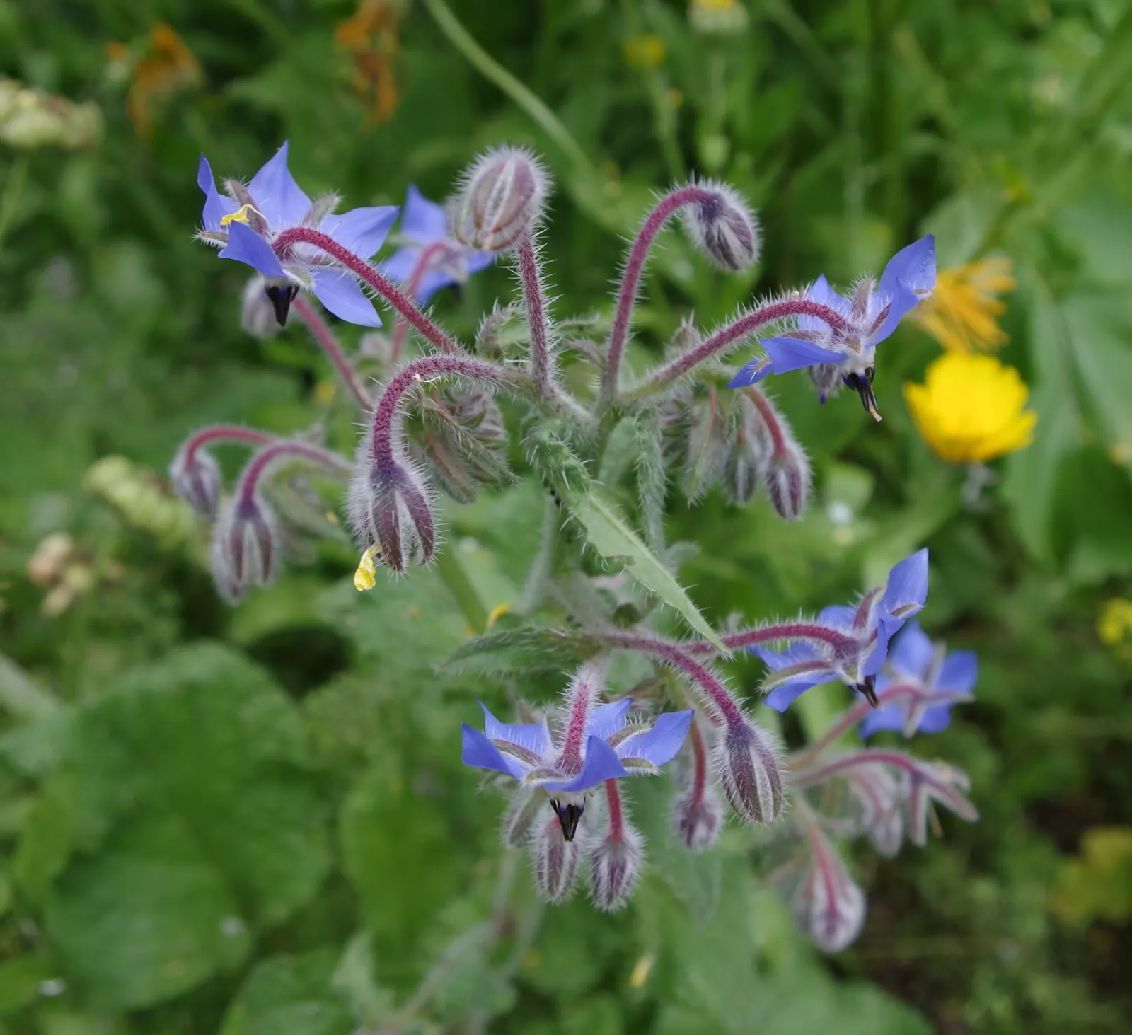 Borage (Borago Officinalis) — Borage (Borago officinalis) is an annual herb known for its vibrant blue