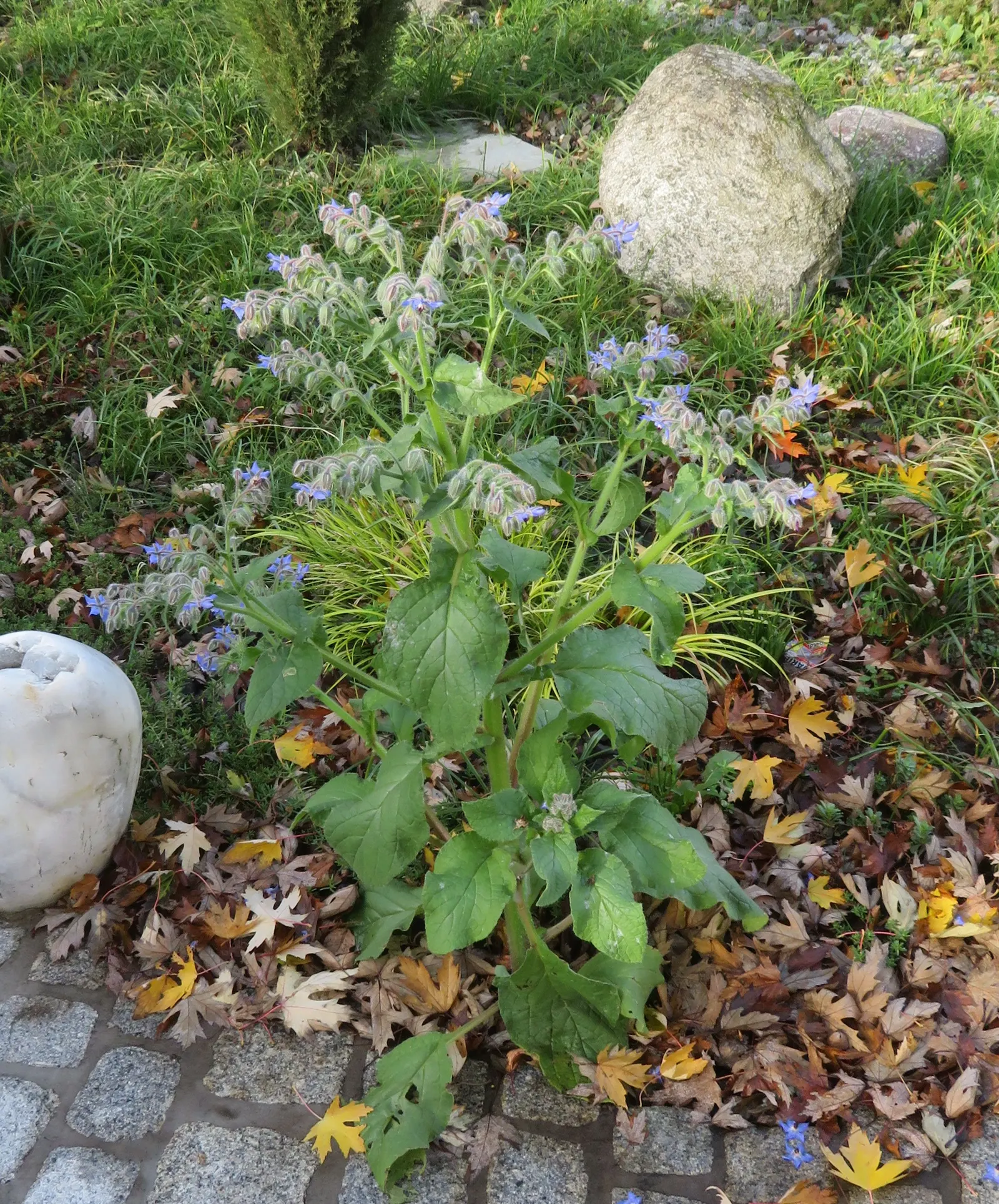 Borage (Borago Officinalis) — These blossoms are a magnet for pollinators