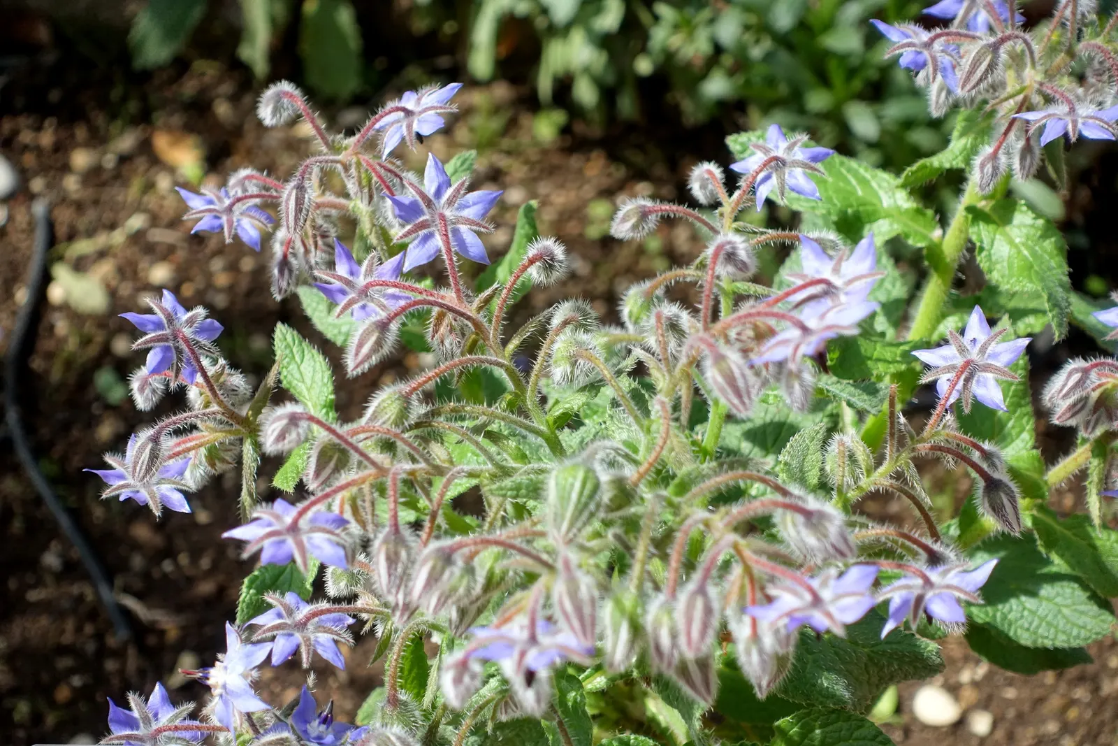 Borage (Borago Officinalis) — blue flowers in the garden; requiring moderate moisture levels, image 85