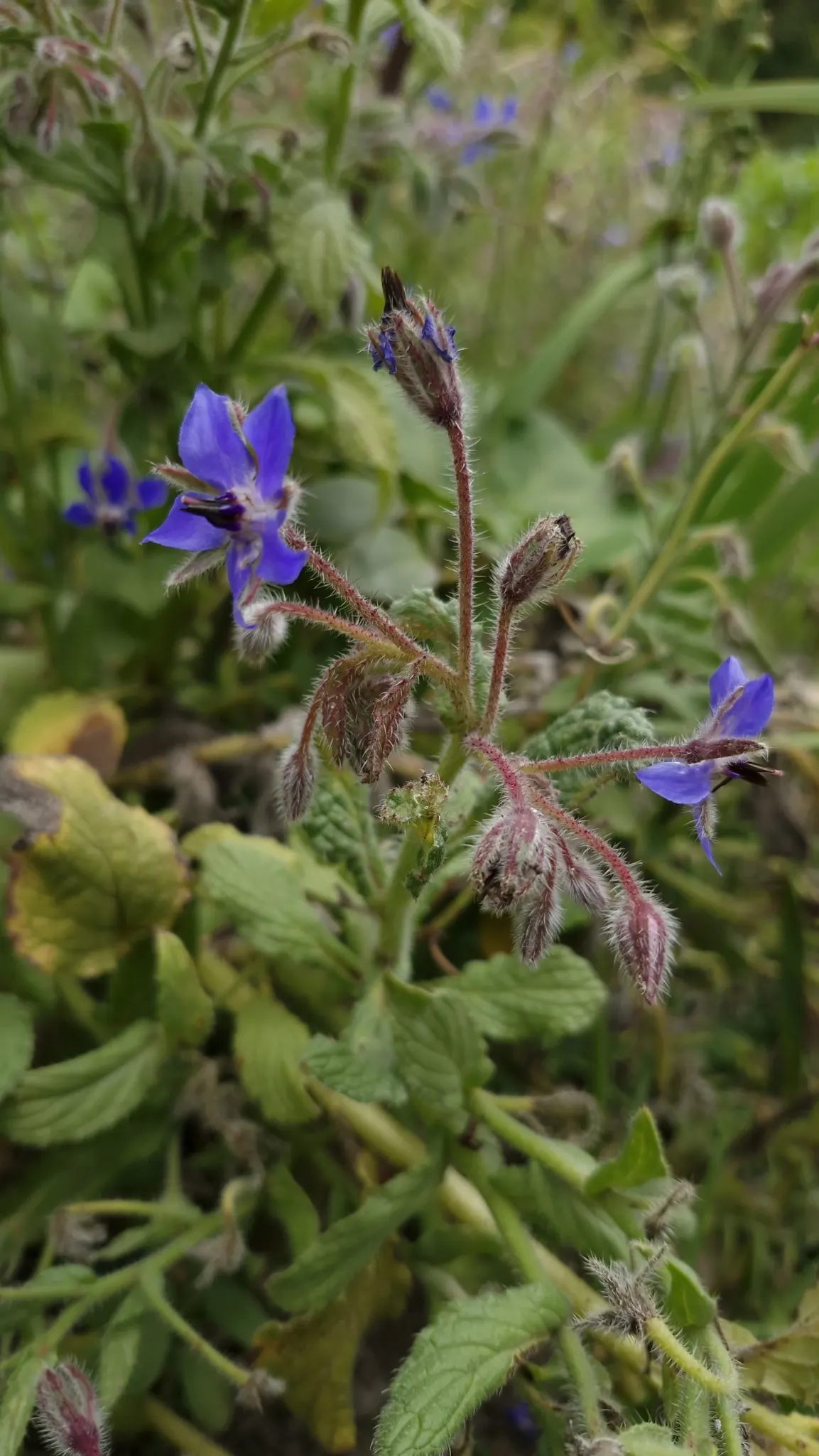 Borage (Borago Officinalis) — This characteristic may require management to prevent unwanted spread; it is advisable to incorporate organic matter, image 81