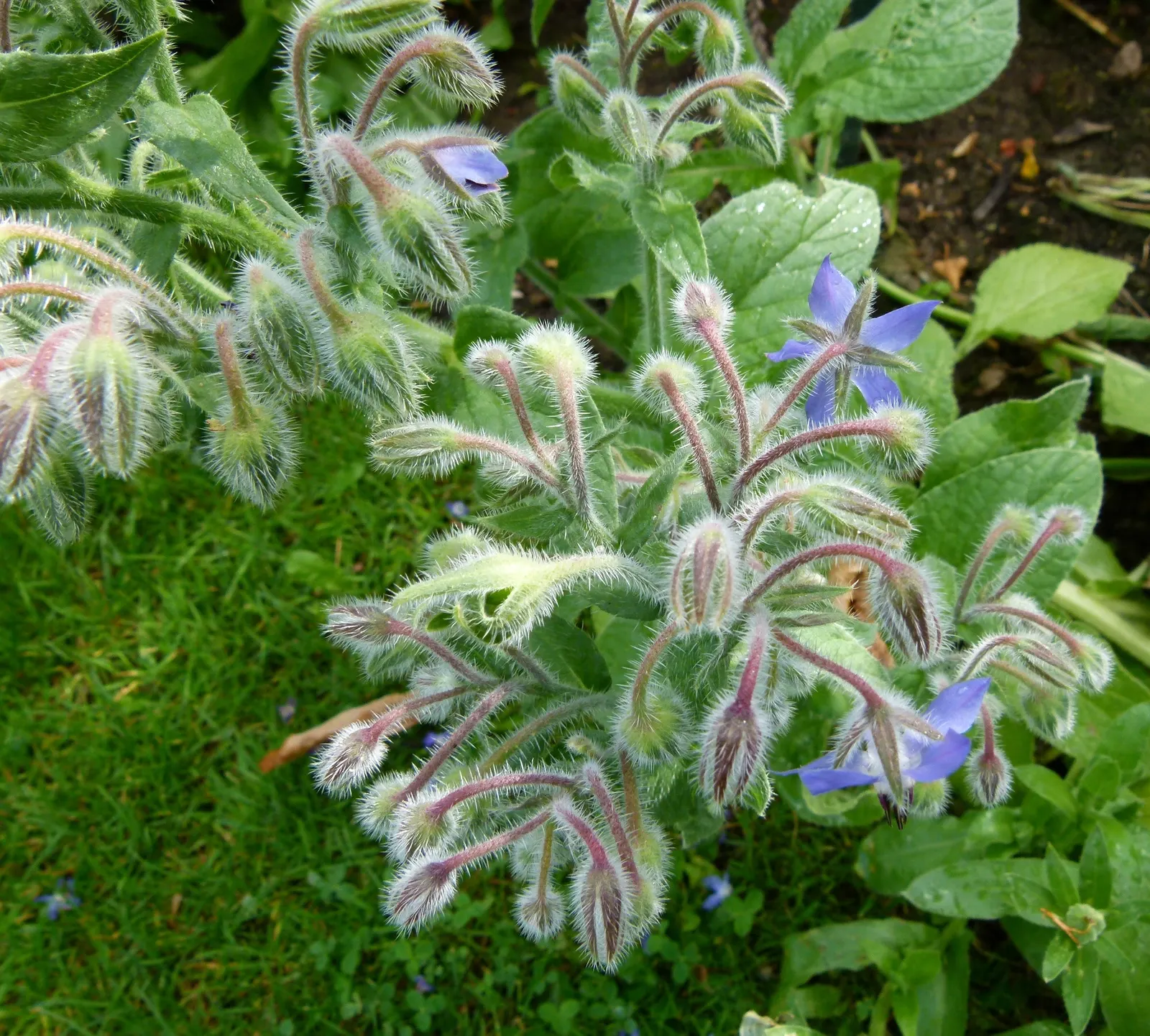 Borage (Borago Officinalis) — With its deep taproot, it's drought-tolerant and prefers well-drained soil; offering aesthetic appeal