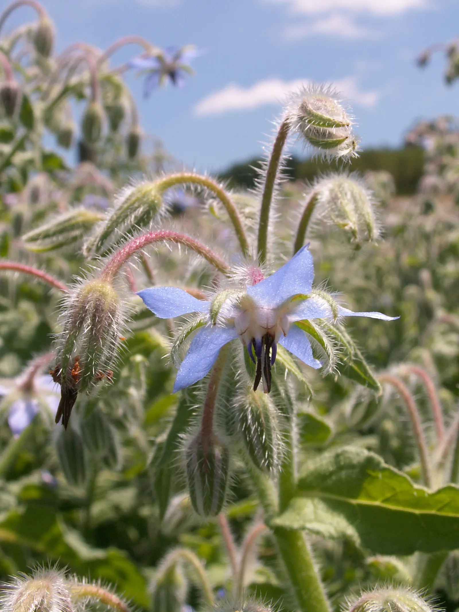 Borage (Borago Officinalis) — Serving both an aesthetic and functional role in the garden