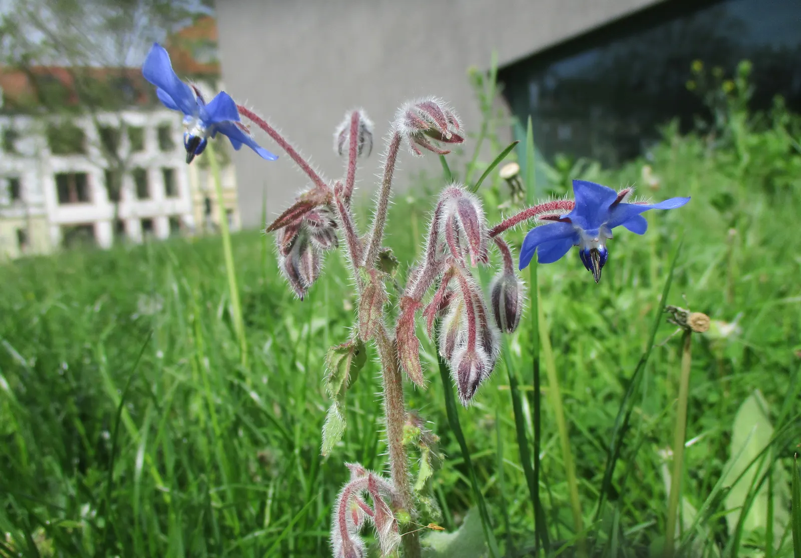Borage (Borago Officinalis) — which can grow up to 6 inches long; ensuring a recurring presence in the garden, image 74