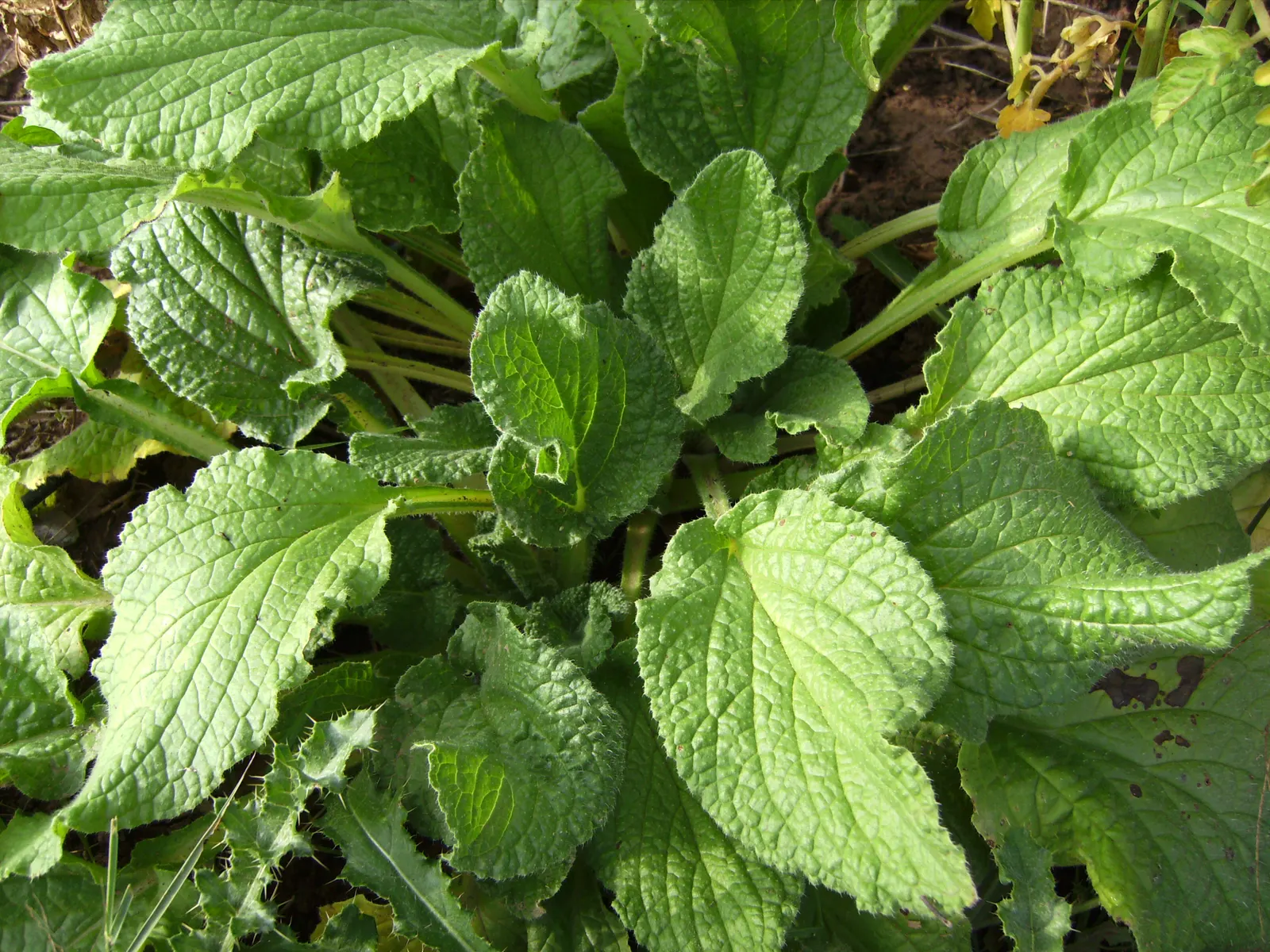 Borage (Borago Officinalis) — making it a versatile choice for any garden design; borage attracts pollinators