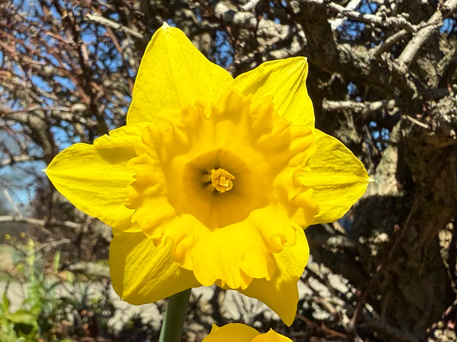 Daffodil, Trumpet Narcissus (Narcissus Pseudonarcissus) — Each flower consists of a central trumpet; often featuring a contrasting ring at the, image 145