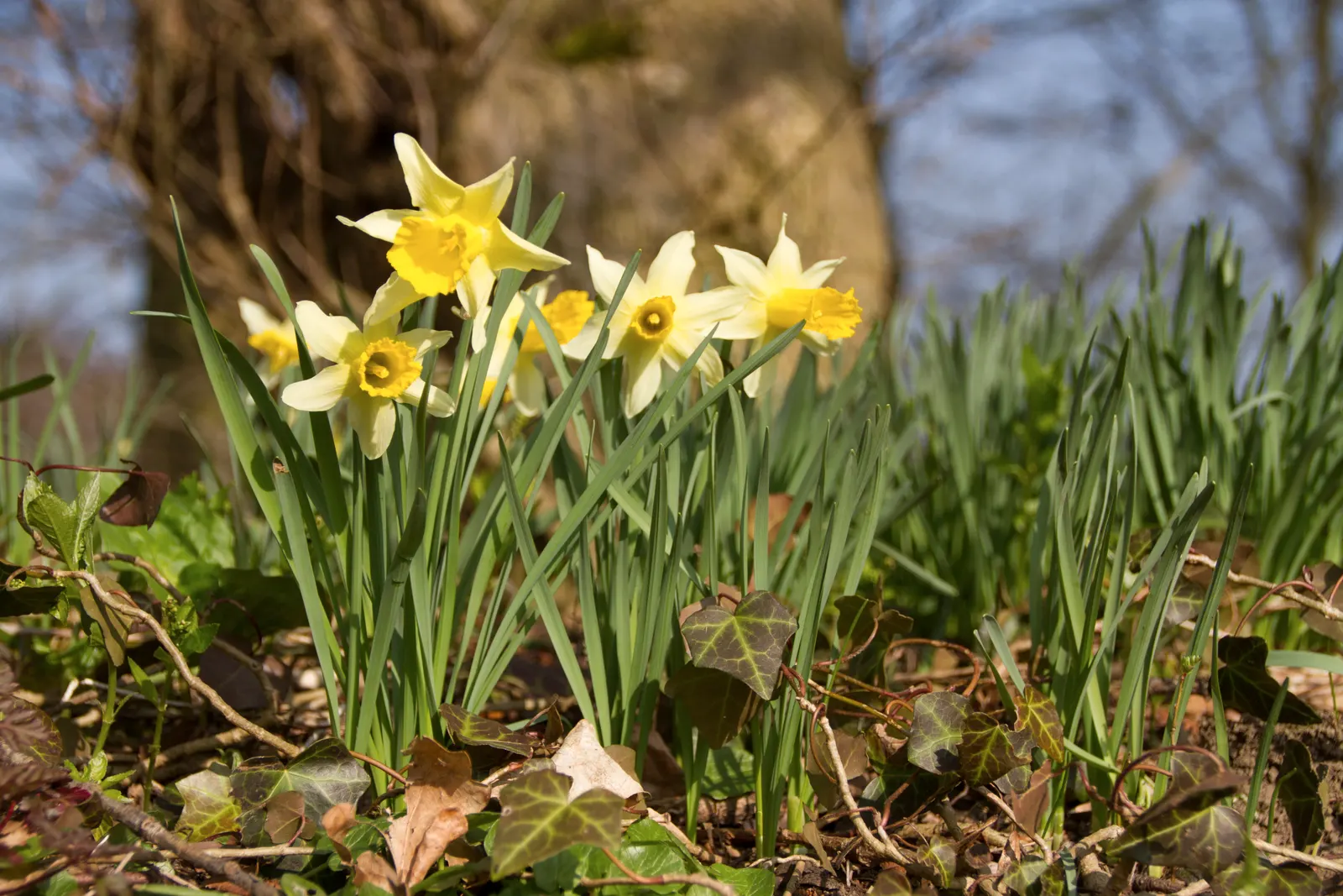 Daffodil, Trumpet Narcissus (Narcissus Pseudonarcissus) — Each flower consists of a central trumpet; often featuring a contrasting ring at the, image 118