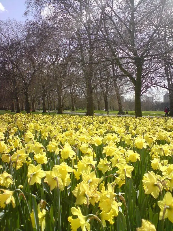 Daffodil, Trumpet Narcissus (Narcissus Pseudonarcissus) — This ensures the bulbs are reinvigorated for the following season, image 131