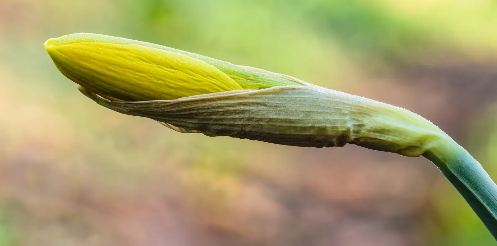 Daffodil, Trumpet Narcissus (Narcissus Pseudonarcissus) — more commonly referred to as the Daffodil (Narcissus pseudonarcissus), image 32